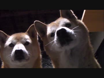 【柴犬ジロー】　いつも一緒　【柴犬ラン】