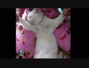 体を売った猫
