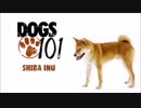 DOGS101　柴犬