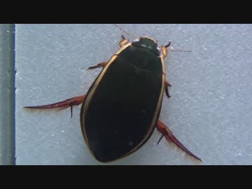 [閲覧注意!!]　再編集　ナミゲンゴロウ(♀）にミミズを与えてみた。（Cybister japonicus )