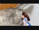 YUKKO電視台 2019/03/15 「ニコニコもやるテスト」