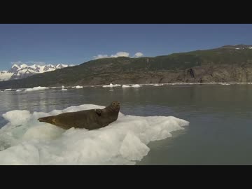 ロアザラシを驚かす夢月ロア