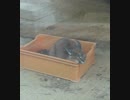 福山市立動物園 カラカル カーラ(2019/03/19)