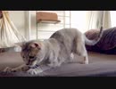 【モアクリ】 ネコとボール遊び