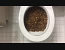 ケロッグのフロストをトイレに流してみた２