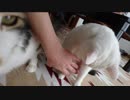 メタボ気味のお腹が気持ちい