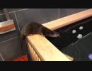 ちぃたんは泳ぐのが大好きなので一日１２時間くらいお風呂で遊ぶときもあります＾＾