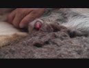 犬の射精②