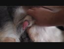 犬の射精③