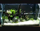60㎝水槽立ち上げてみた[アクアリウム]