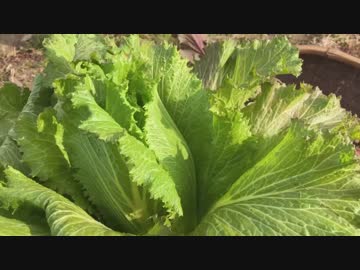 種まき後ほぼ放置していた冬野菜の様子：2019年1月8日自然農法の畑