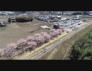 北浅羽桜堤公園の安行寒桜をdroneで空撮！No.1 HD