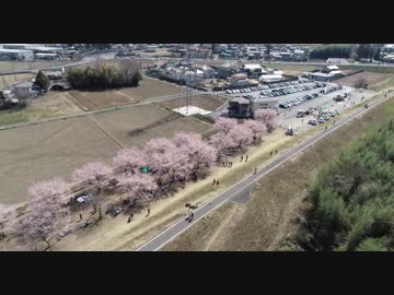 北浅羽桜堤公園の安行寒桜をdroneで空撮！No.1 HD