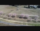 北浅羽桜堤公園の安行寒桜をdroneで空撮！No.2 HD