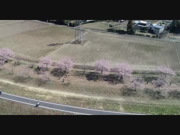 北浅羽桜堤公園の安行寒桜をdroneで空撮！No.2 HD