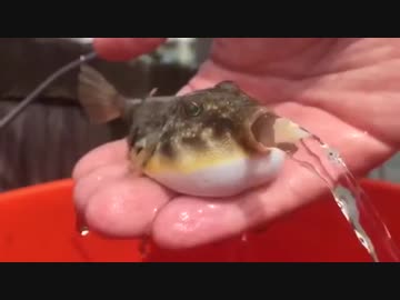 水を吐くフグAve mariaをそえて