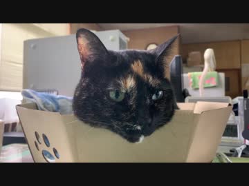 アゴ乗せあずき