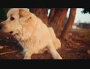 寺井勇人　Dog-and-Fly
