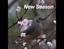 Street Swimmer-New Season