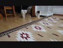 猫の秘密な遊び