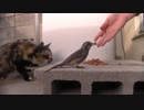 猫にエサをあげたら、鳥も食べに来た[long version]