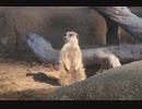 アロエが大好物！？ミーアキャット達(千葉市動物公園)