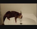 ダラダラしながら水を飲むカワウソ