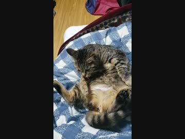 おっぴろげでﾍﾟﾛﾍﾟﾛするにゃんこ