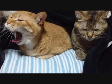 拾いねこ＠生後2449/2416日目　椅子の上～