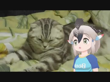 ねこゴマ！【けものフレンズ２MAD】