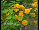 誕生日に贈る言葉～3月23日生まれの思慮深いあなたに－聴きものがたり