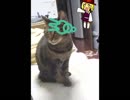 【うちの猫】さようならあお子【チー】
