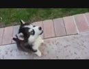 ハスキー犬 子犬 遠吠え