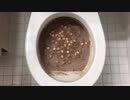 ココアとマシュマロをトイレに流してみた
