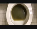 青汁をトイレに流してみた