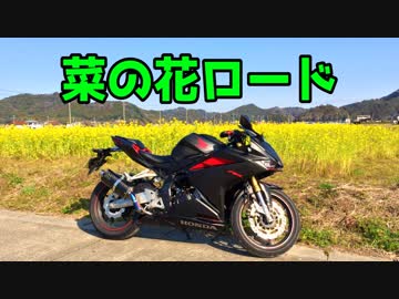 【モトブログ】菜の花の南房総半島ツーリング【CBR250RR】