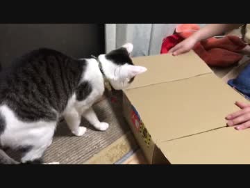 娘の誕生日にプレゼントあげたら、猫が喜んだ。