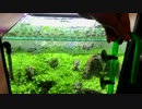 【アクアリウム】0からミスト式で30cm水草水槽を立ち上げる。#4