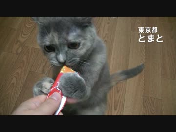 我が家の猫ちゃんが『CIAOちゅ〜るCM』に出演！！した風の動画がかわいい・サビ猫とまと