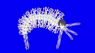 海洋虫ゆめおBB