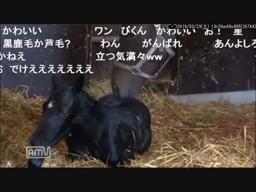 【クールフォルテ】シュシュブリーズの出産2019【クロフネ芦毛牝馬】