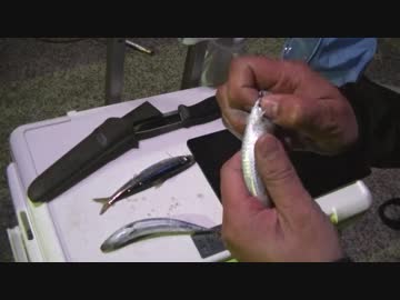 外来種を食べに行こう！【#10鰯釣って泳がせ現地食い釣行】