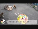 猫島の福岡・相島で猫用おもちゃを試す（前編）