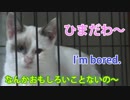 ケージから出してみた