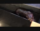 大きなお風呂よりもお風呂の隙間が大好きなちぃたん