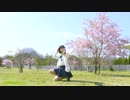 【チャイナ】ハルイチ。 踊ってみた【with桜】