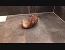 打たせ湯が大好きなカワウソ