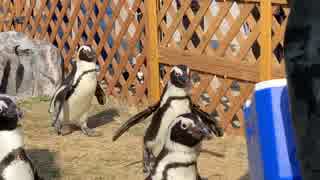 ケープペンギンがただ歩くだけ　～名古屋港水族館～