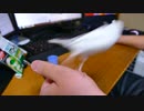 文鳥のおやつシーン