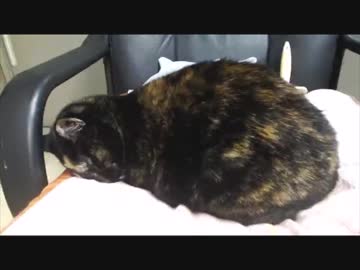 今日のごめん寝？